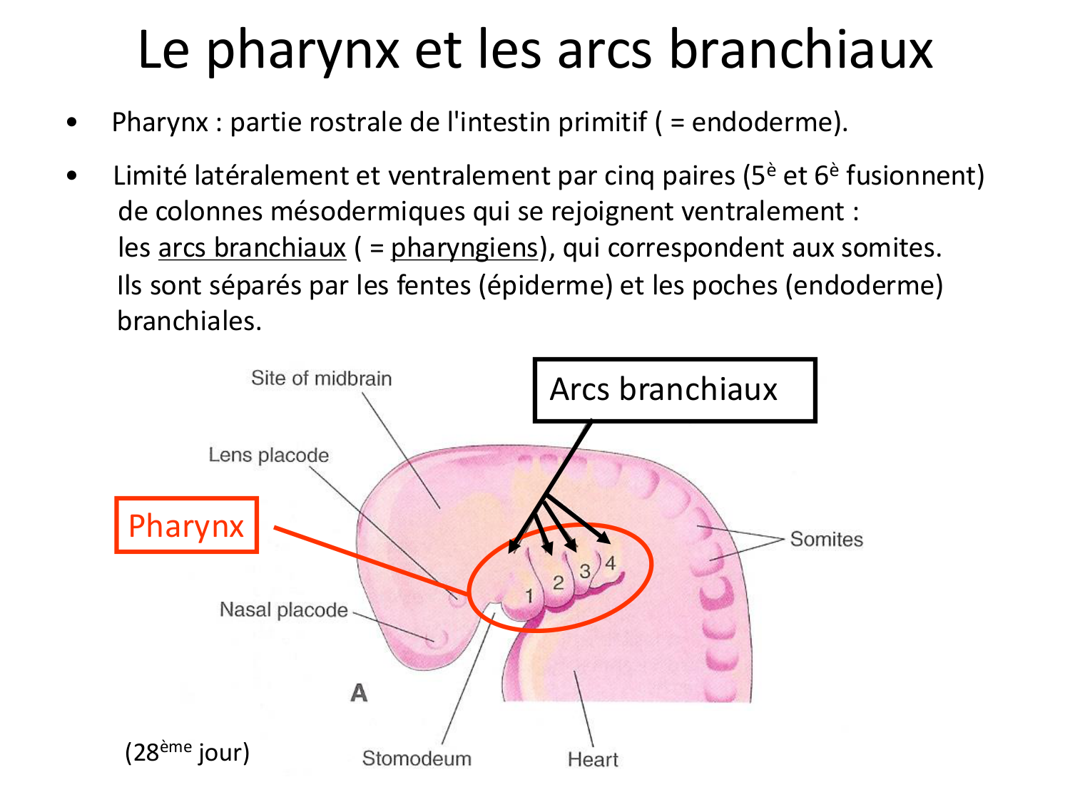 Développement du système cardiovasculaire page 58