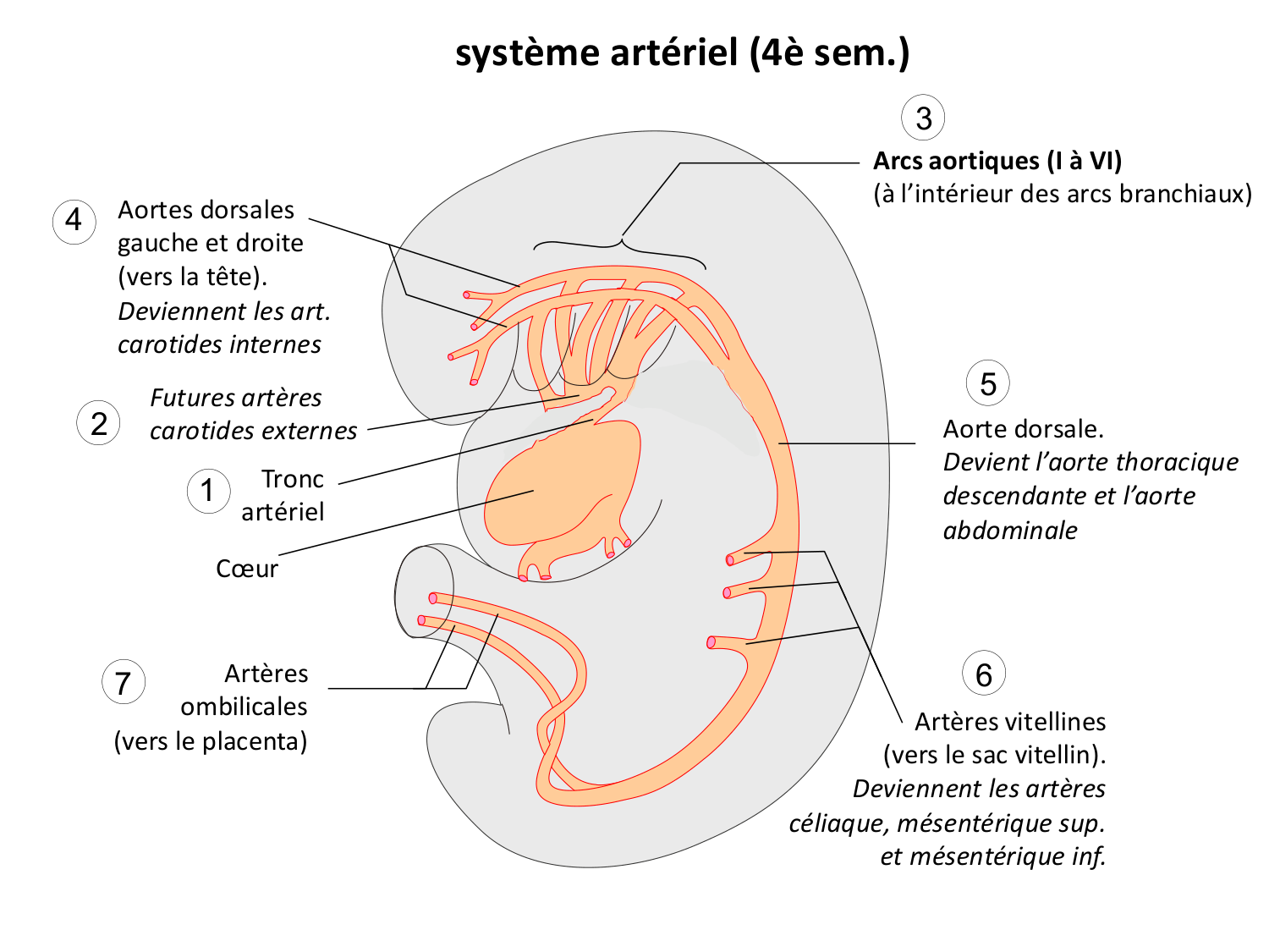 Développement du système cardiovasculaire page 59