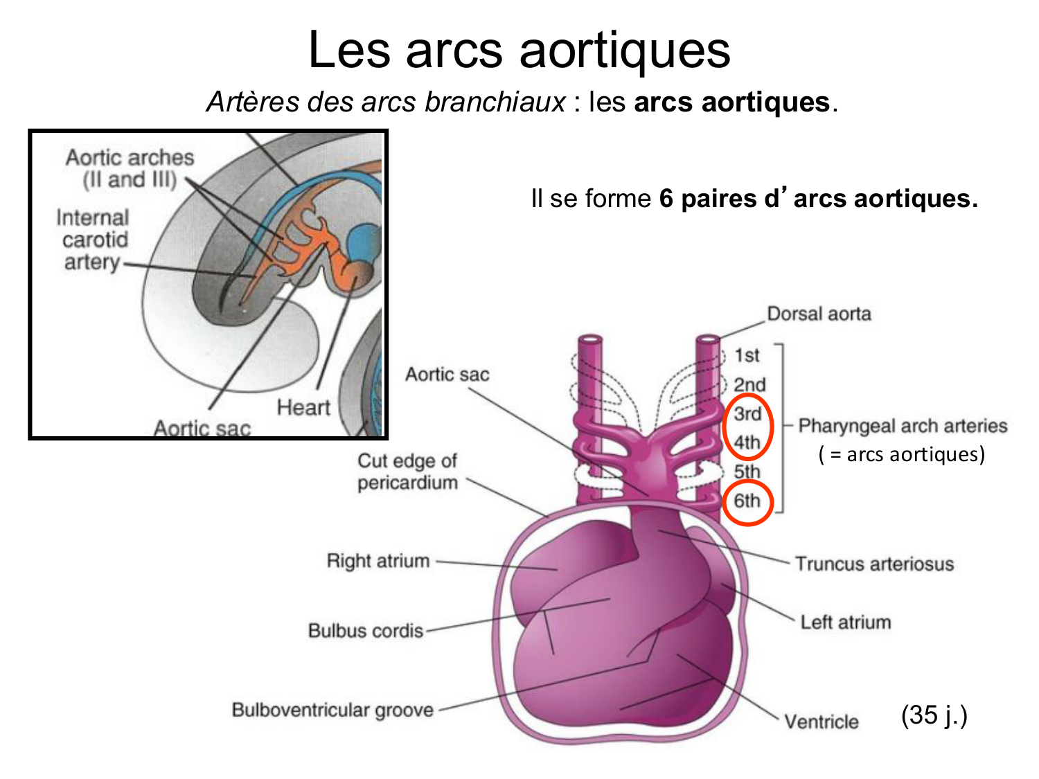 Développement du système cardiovasculaire page 60