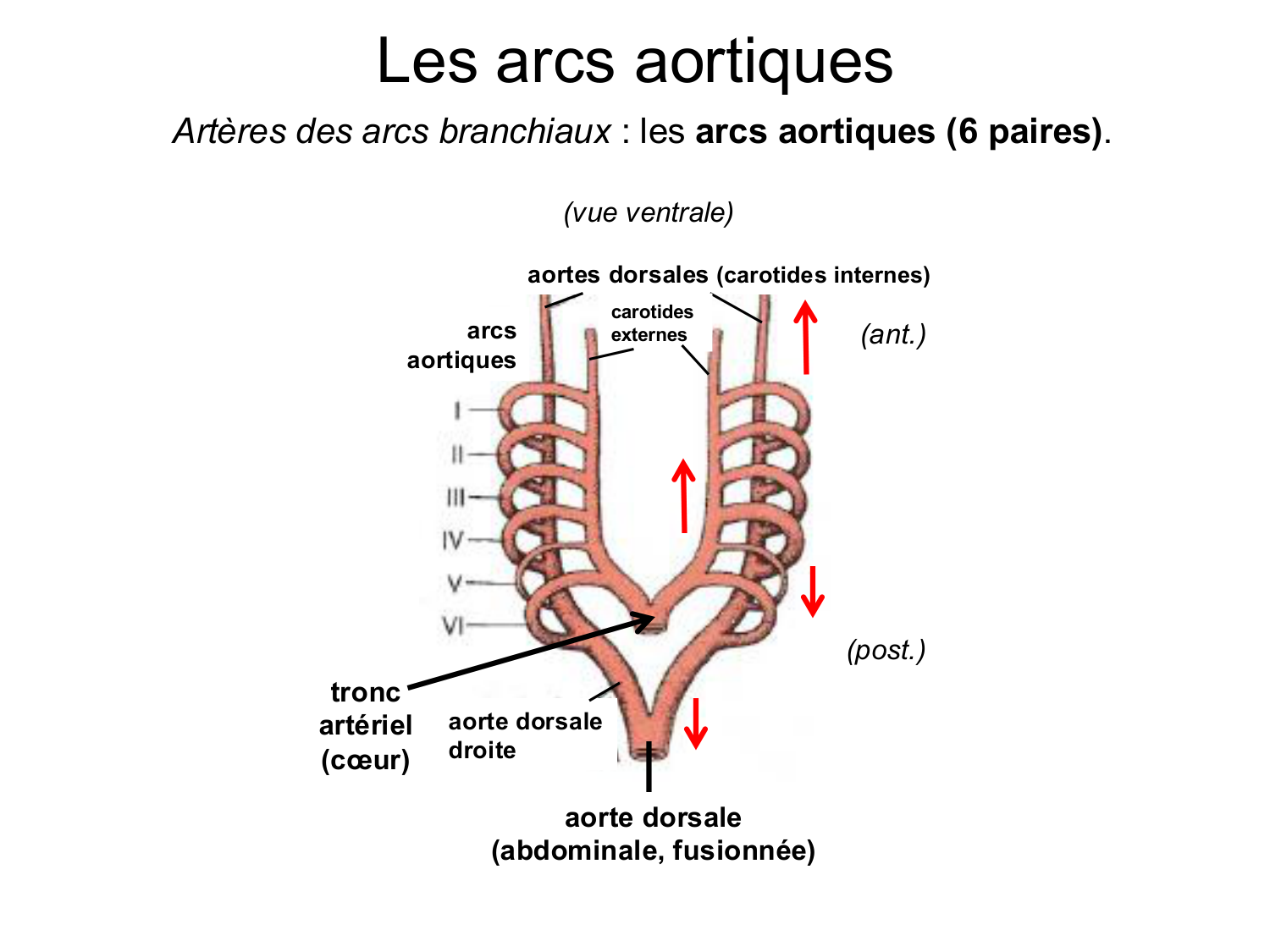 Développement du système cardiovasculaire page 61