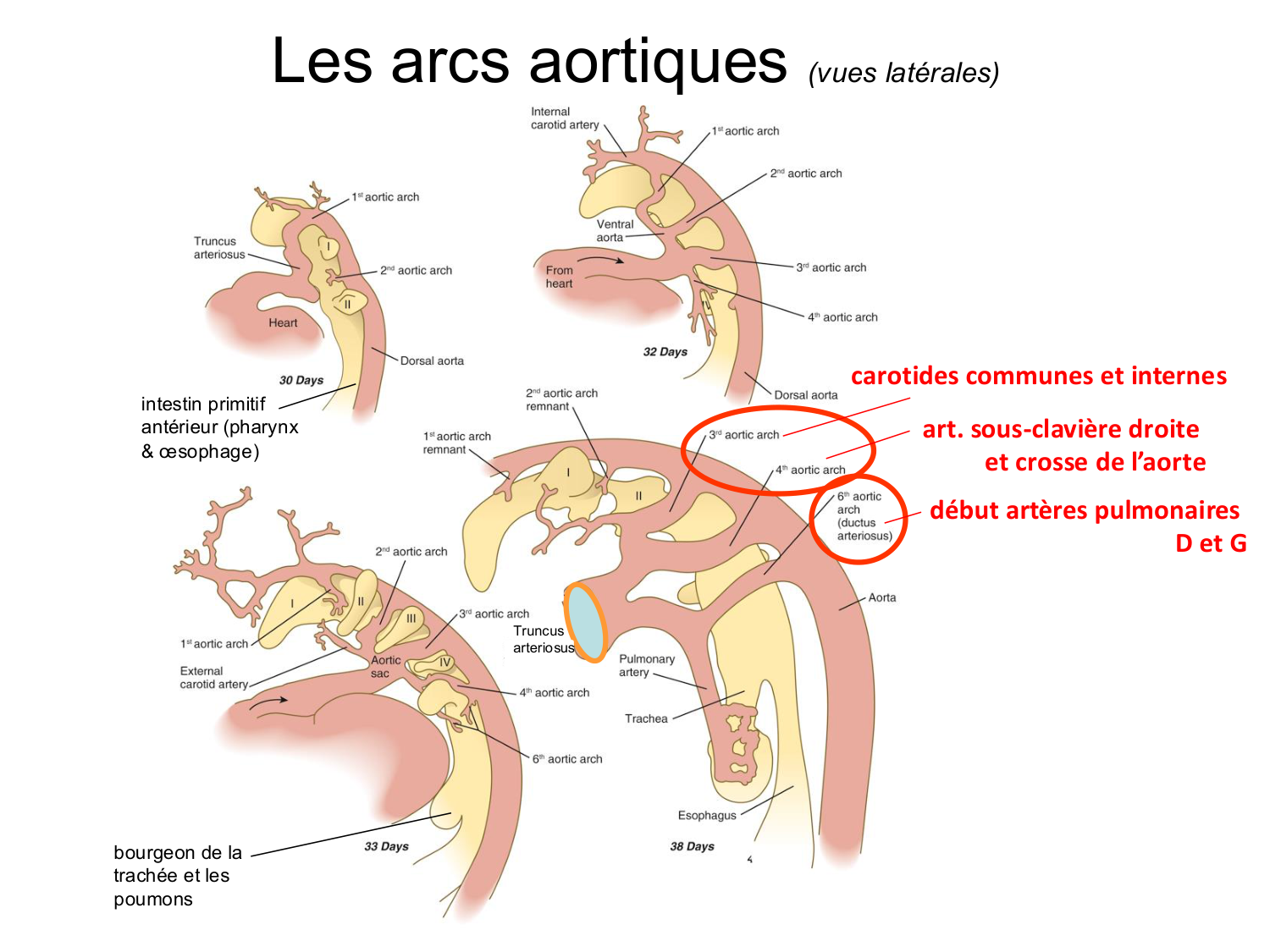 Développement du système cardiovasculaire page 62