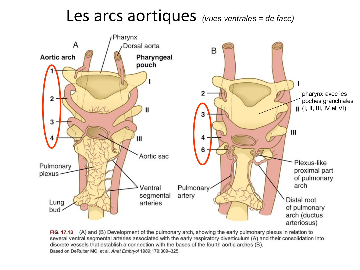 Développement du système cardiovasculaire page 63