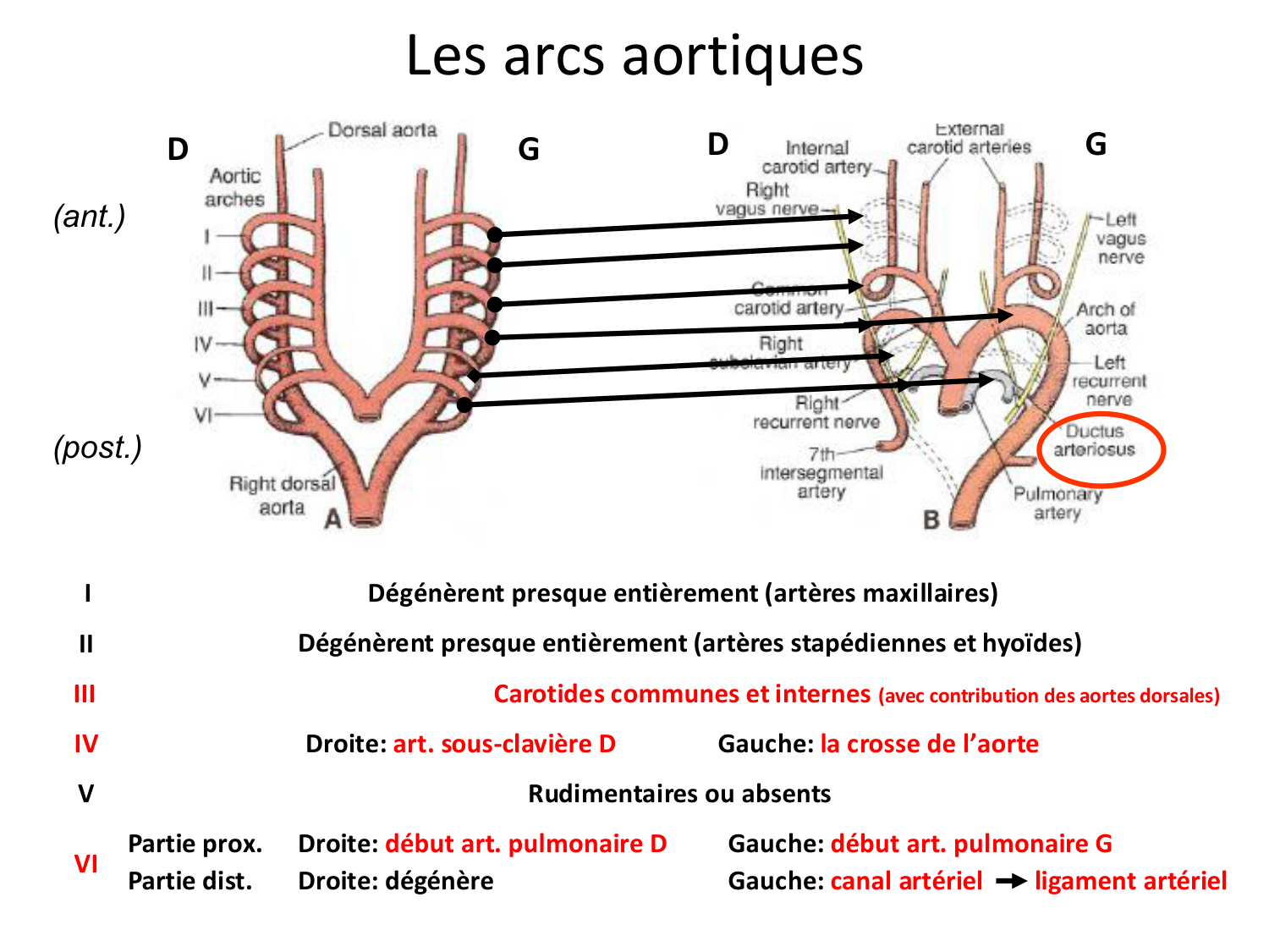 Développement du système cardiovasculaire page 64