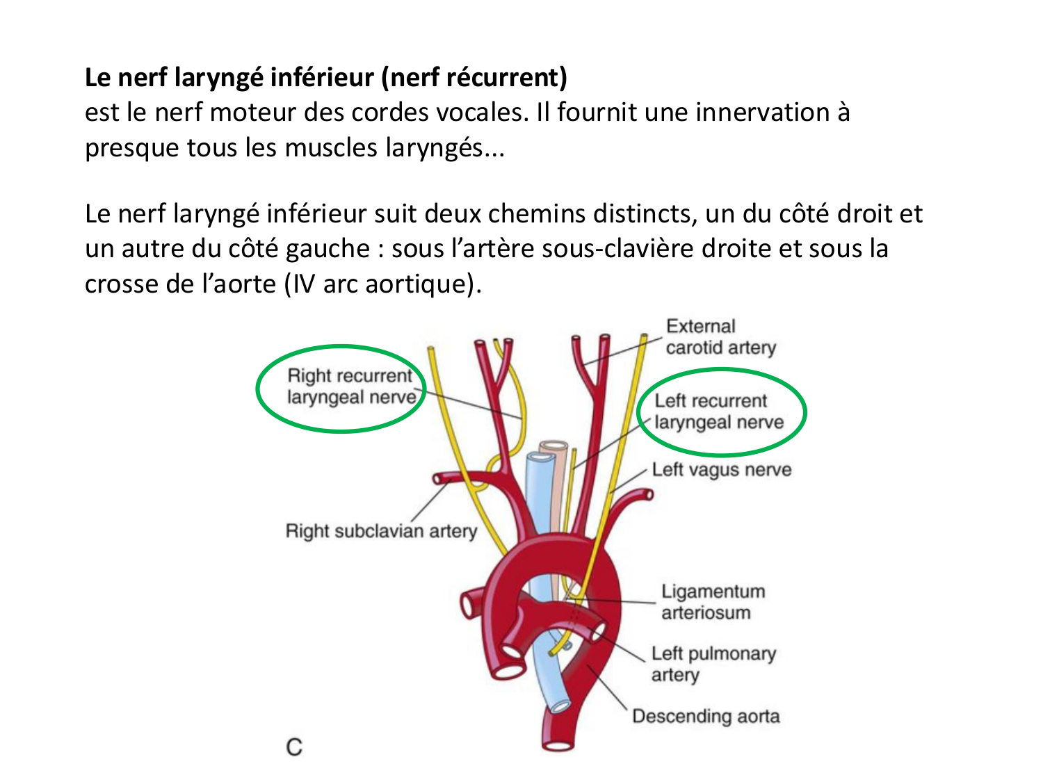 Développement du système cardiovasculaire page 66
