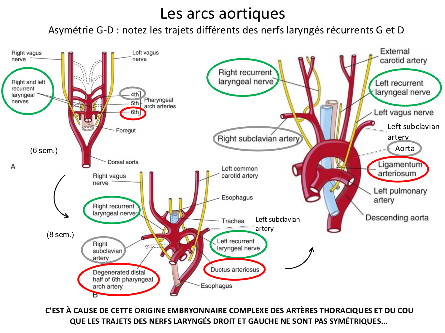 Développement du système cardiovasculaire page 67