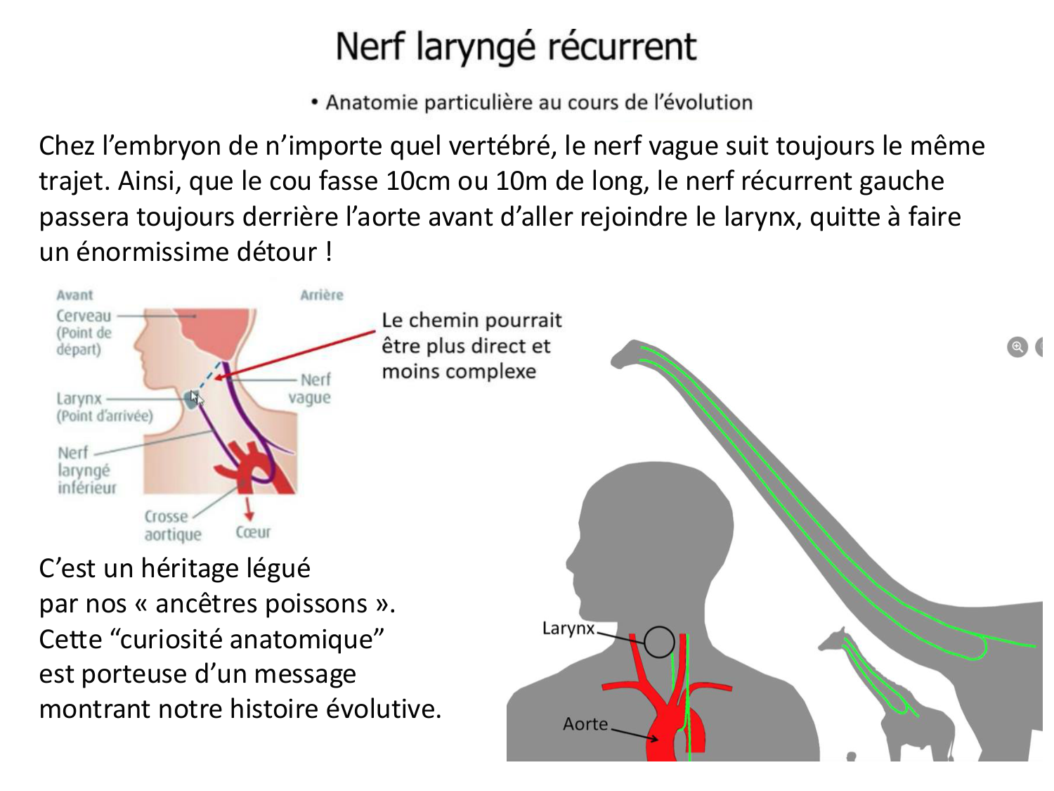 Développement du système cardiovasculaire page 69