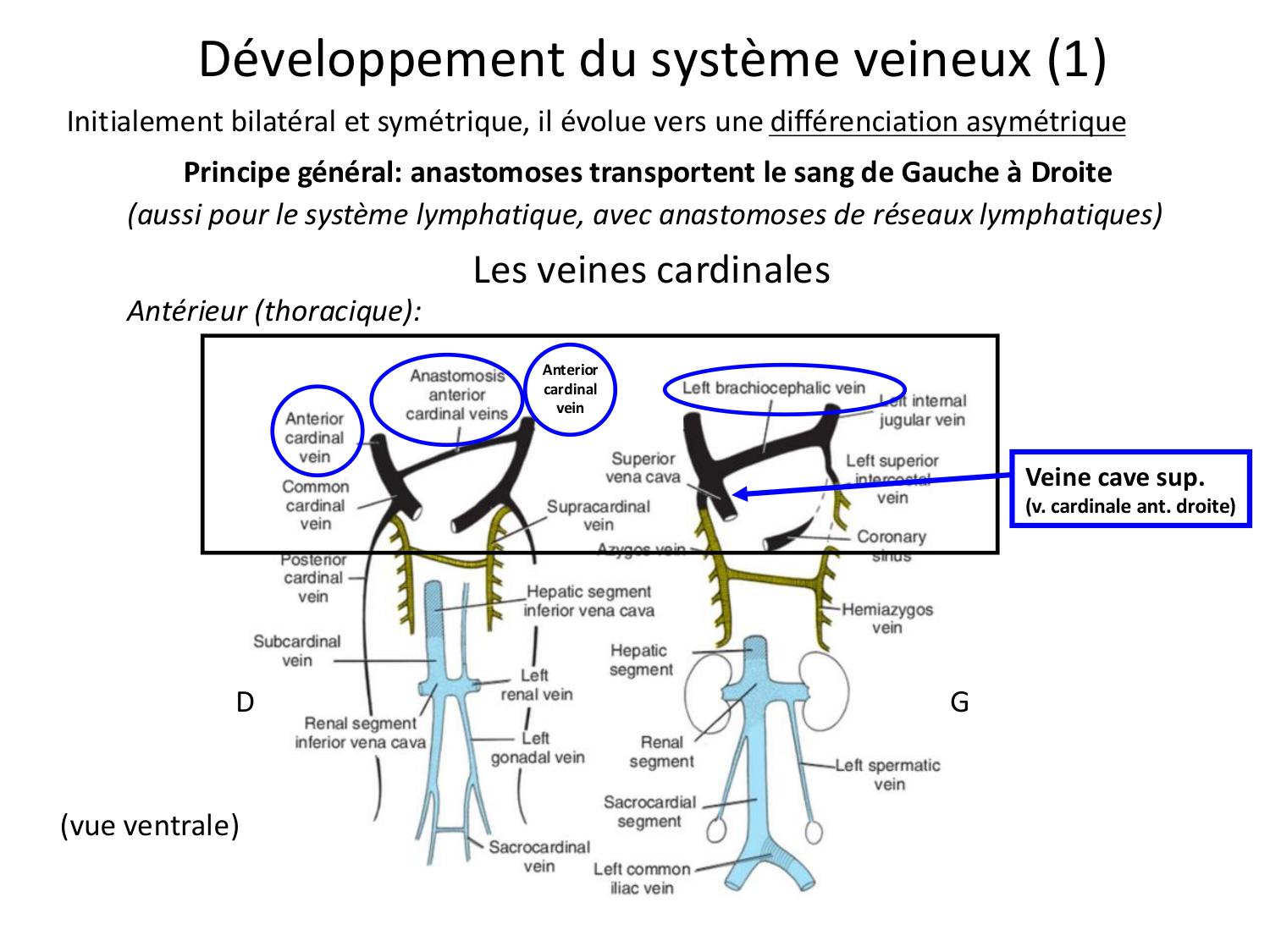 Développement du système cardiovasculaire page 70