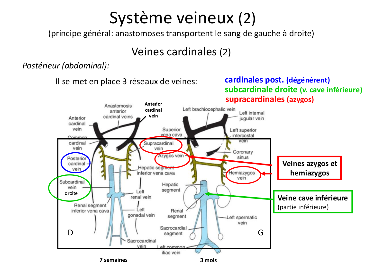 Développement du système cardiovasculaire page 71