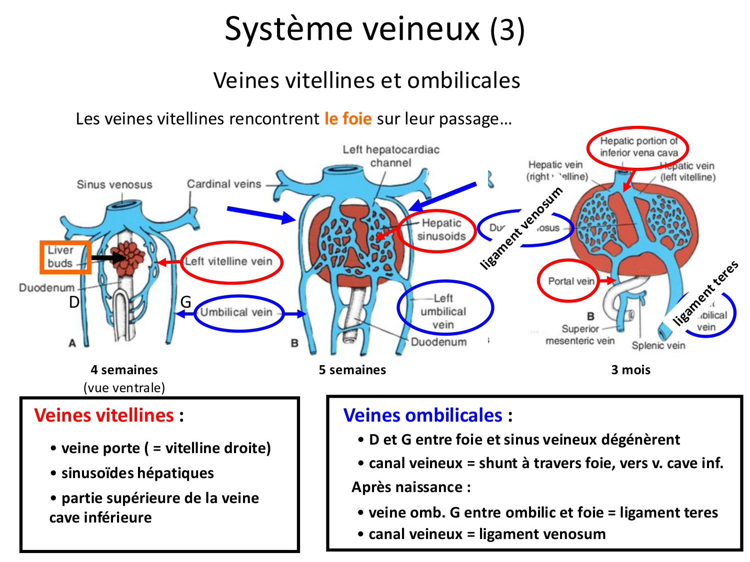 Développement du système cardiovasculaire page 72