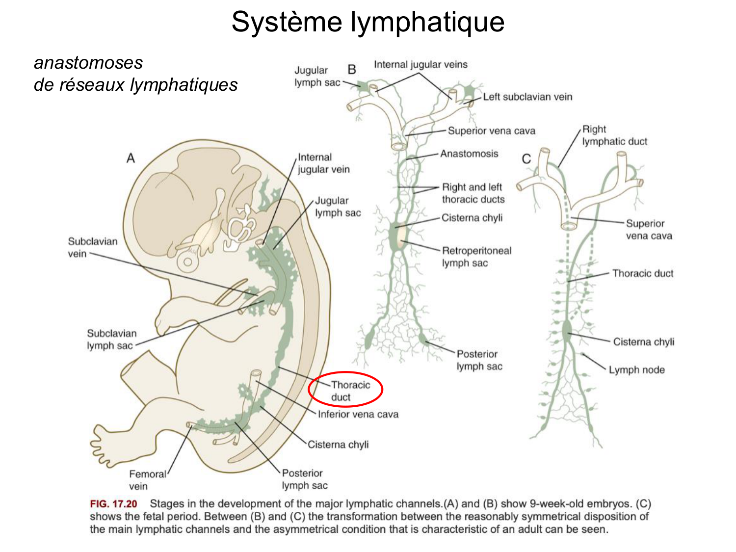 Développement du système cardiovasculaire page 73
