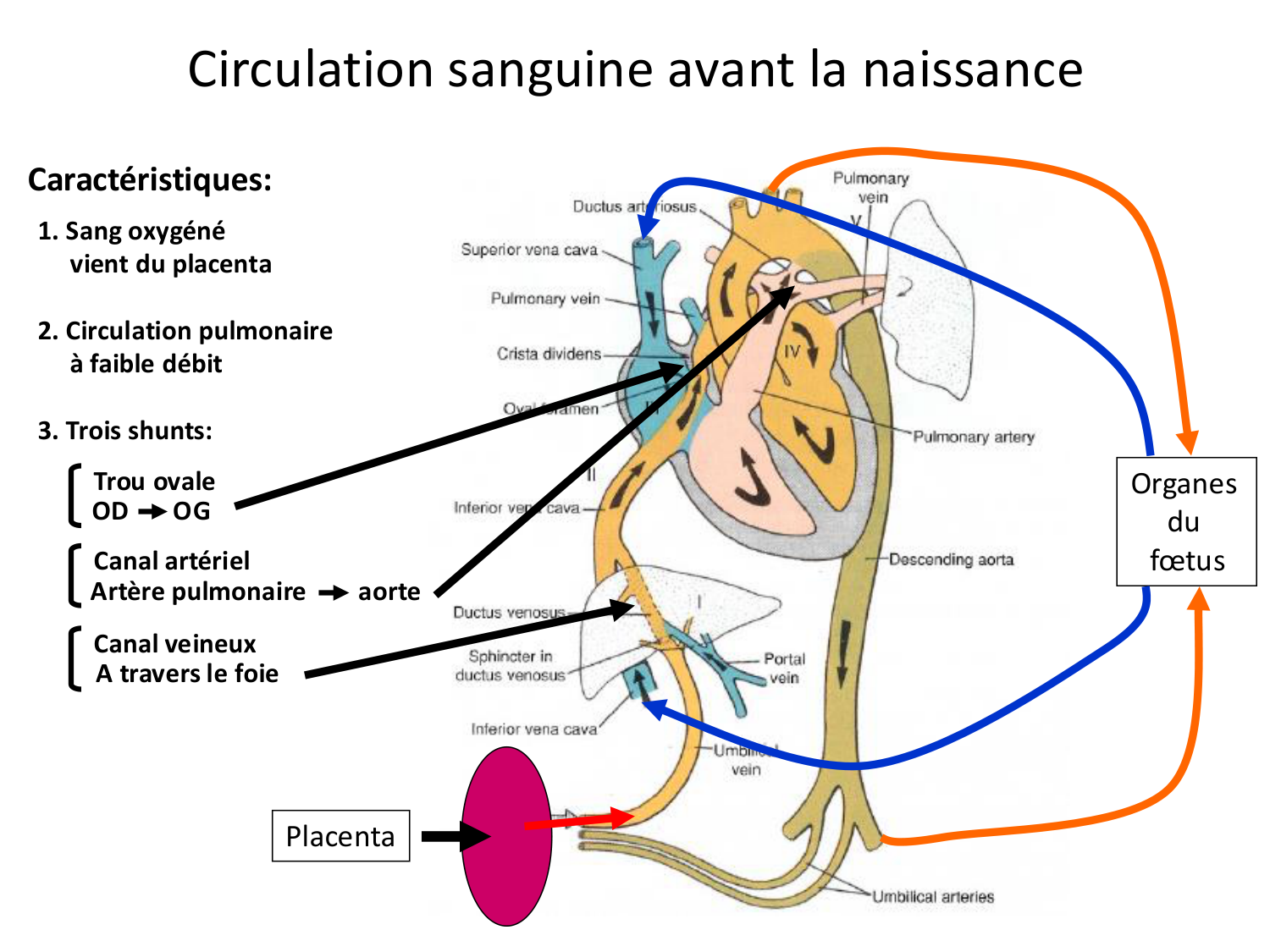 Développement du système cardiovasculaire page 74