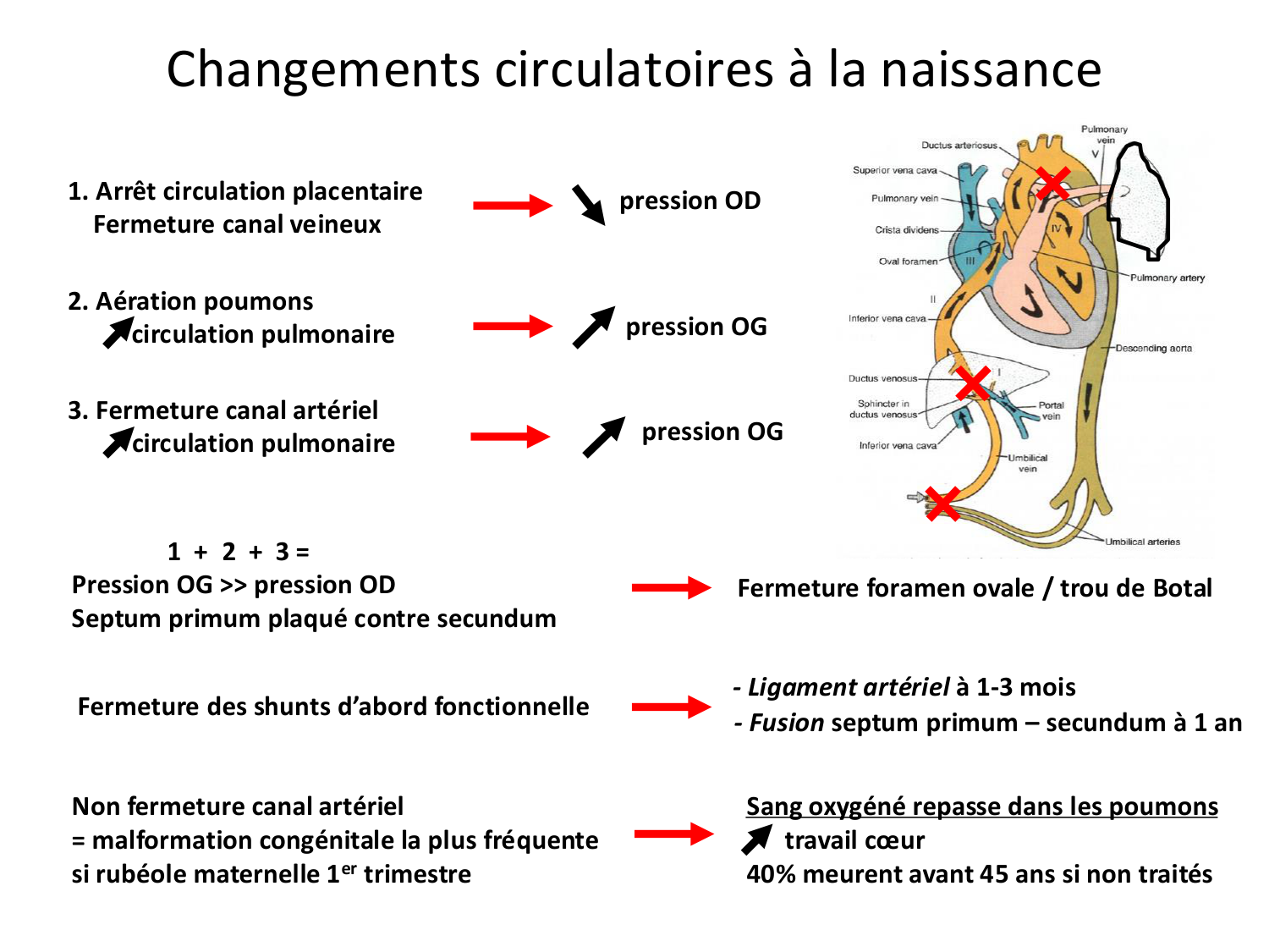 Développement du système cardiovasculaire page 75