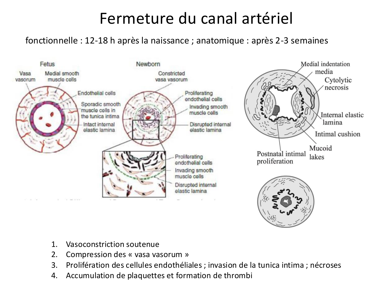 Développement du système cardiovasculaire page 76