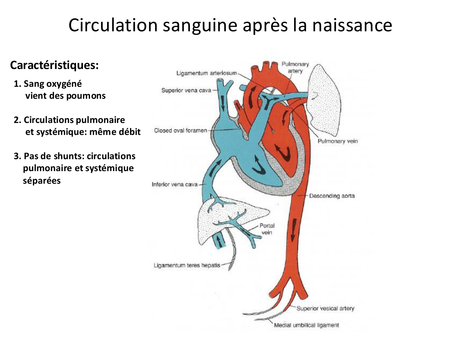 Développement du système cardiovasculaire page 77