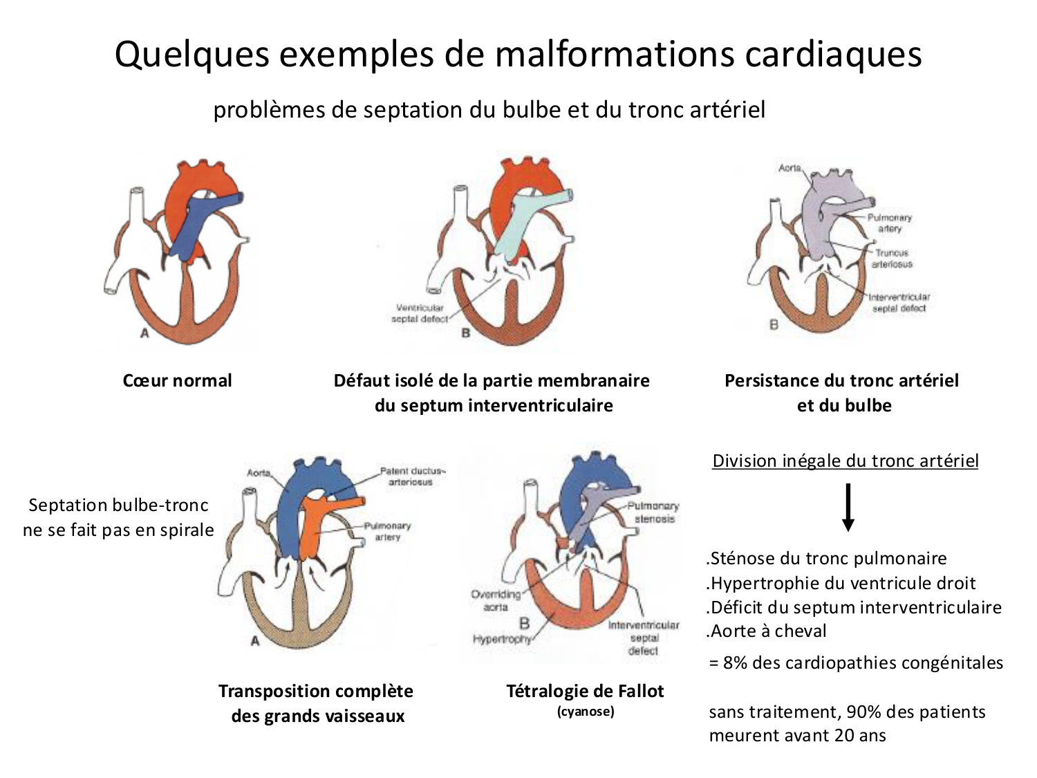 Développement du système cardiovasculaire page 80