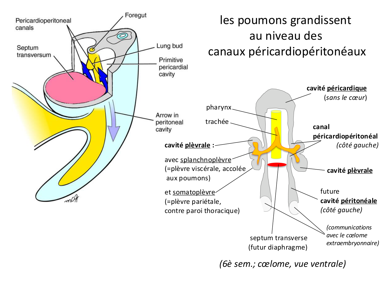 Face, arcs branchiaux et système respiratoire page 20