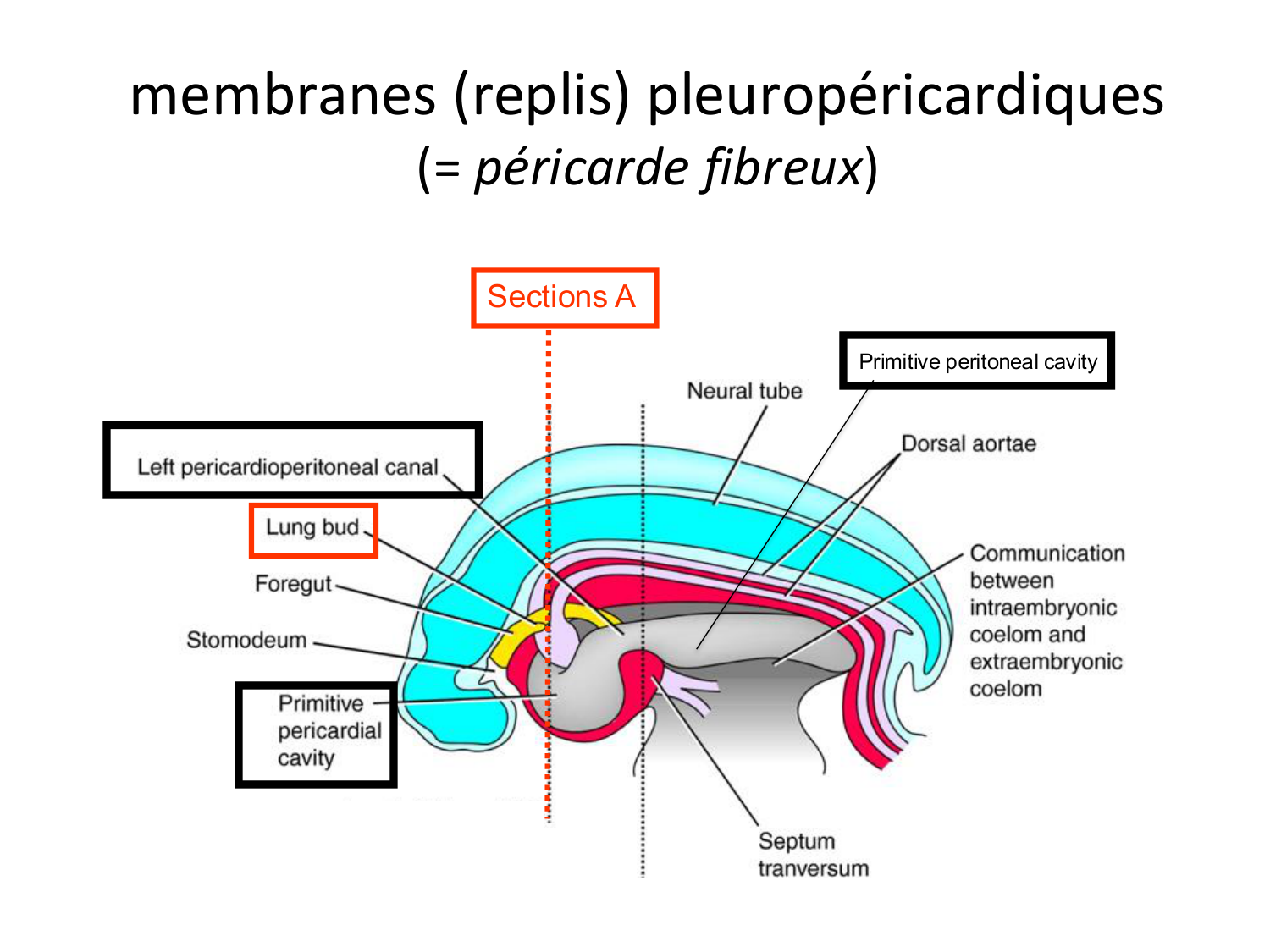 Face, arcs branchiaux et système respiratoire page 22