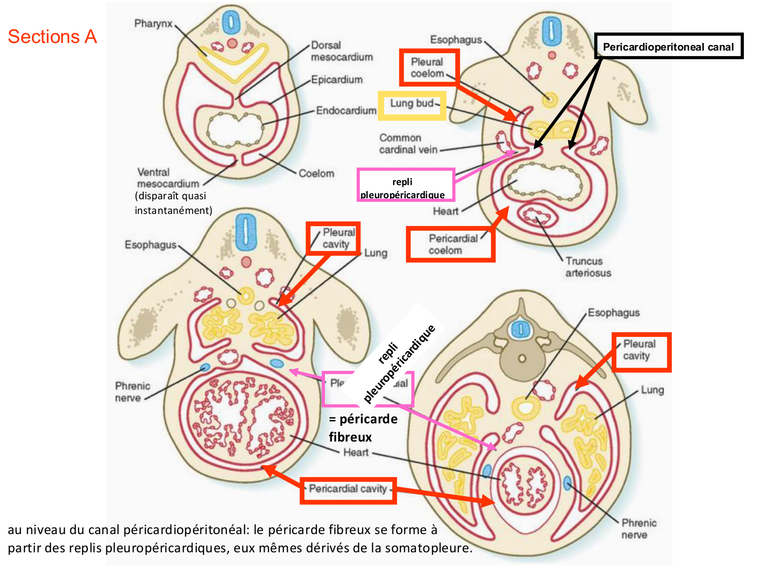 Face, arcs branchiaux et système respiratoire page 24