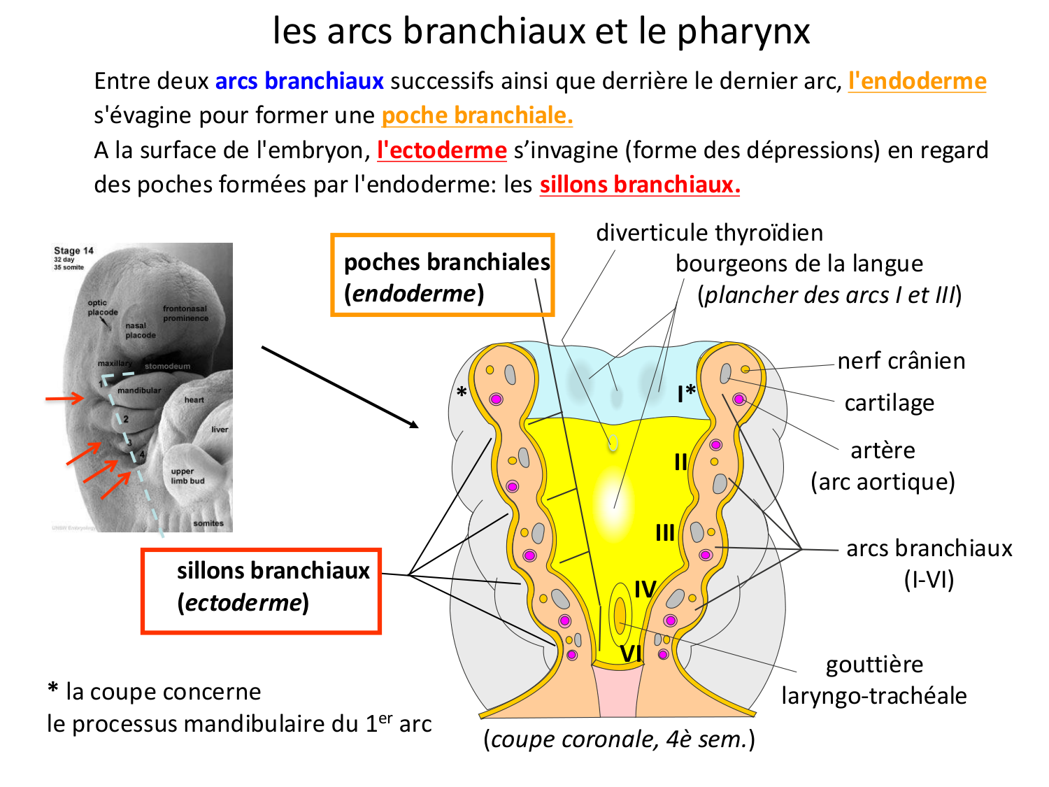 Face, arcs branchiaux et système respiratoire page 38