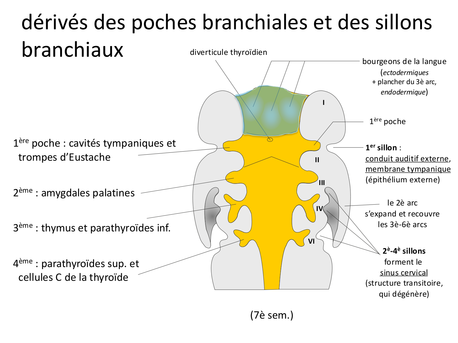Face, arcs branchiaux et système respiratoire page 39