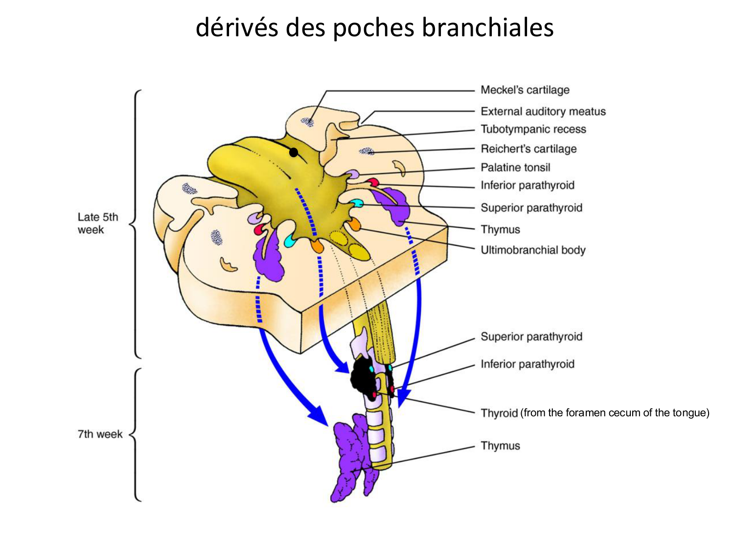 Face, arcs branchiaux et système respiratoire page 41