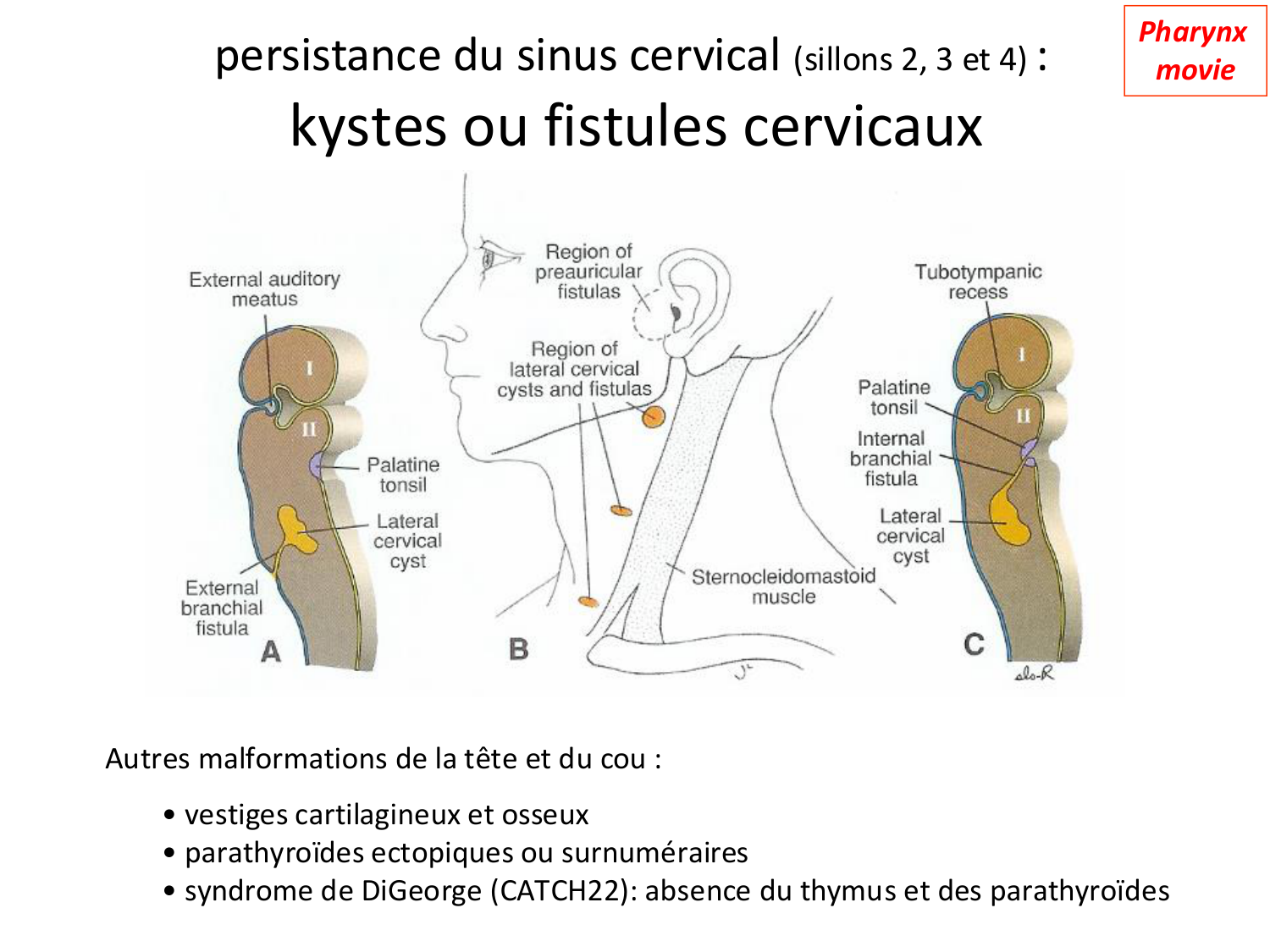 Face, arcs branchiaux et système respiratoire page 44