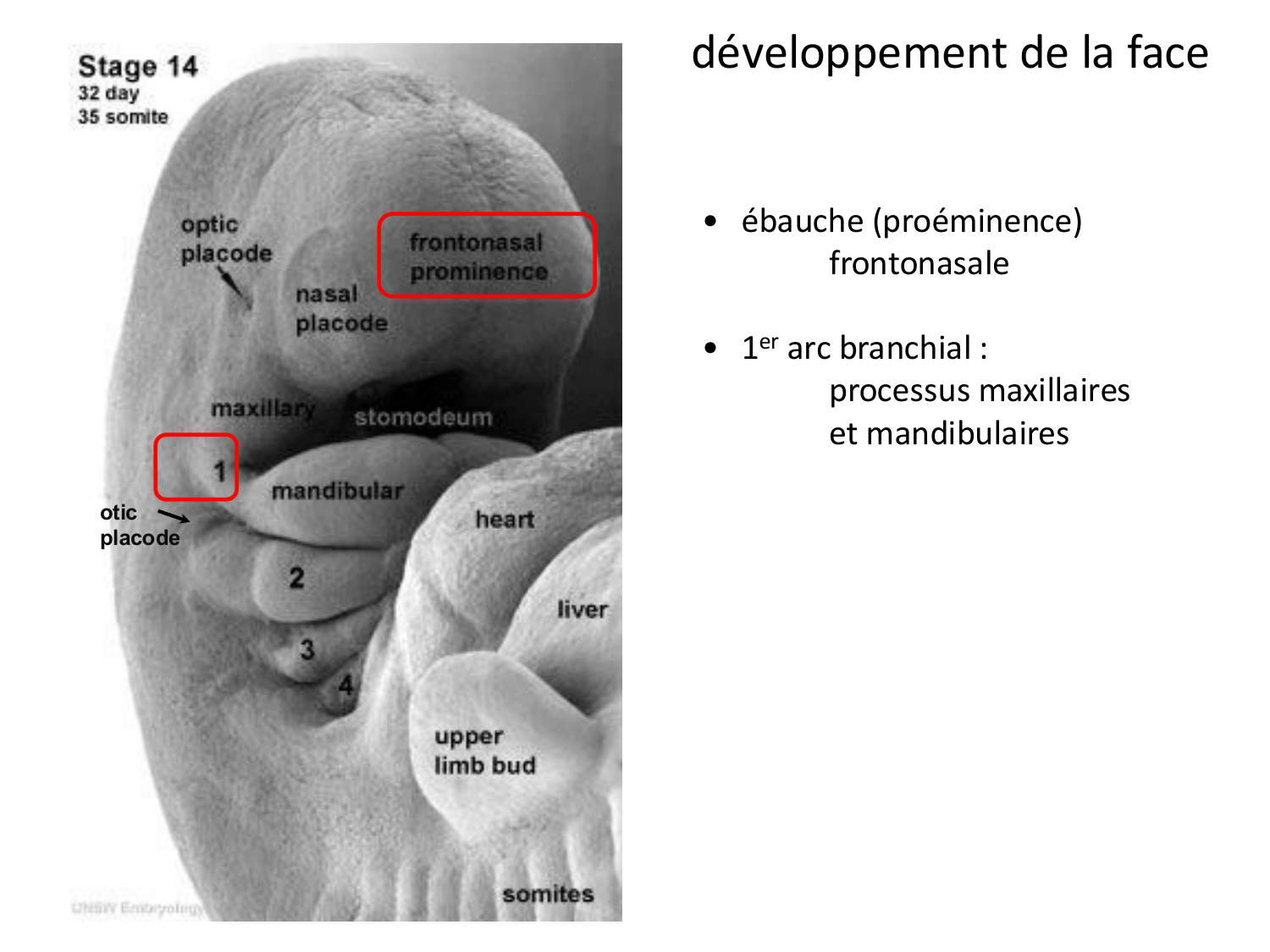 Face, arcs branchiaux et système respiratoire page 47