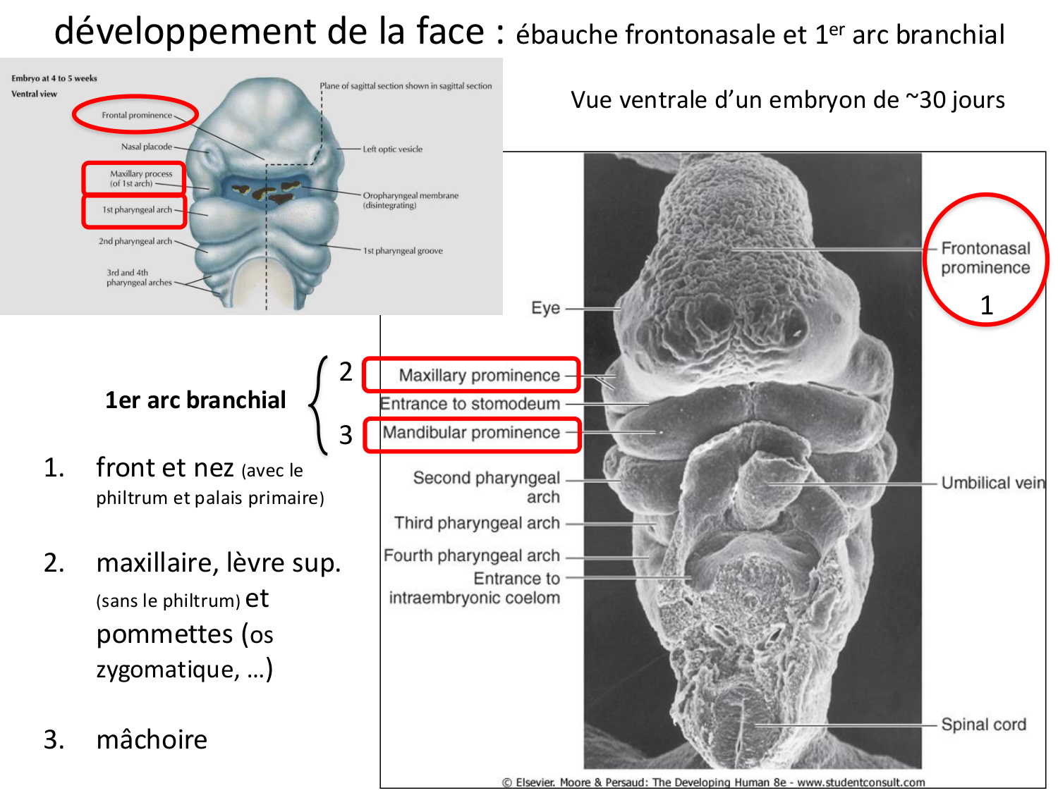 Face, arcs branchiaux et système respiratoire page 48