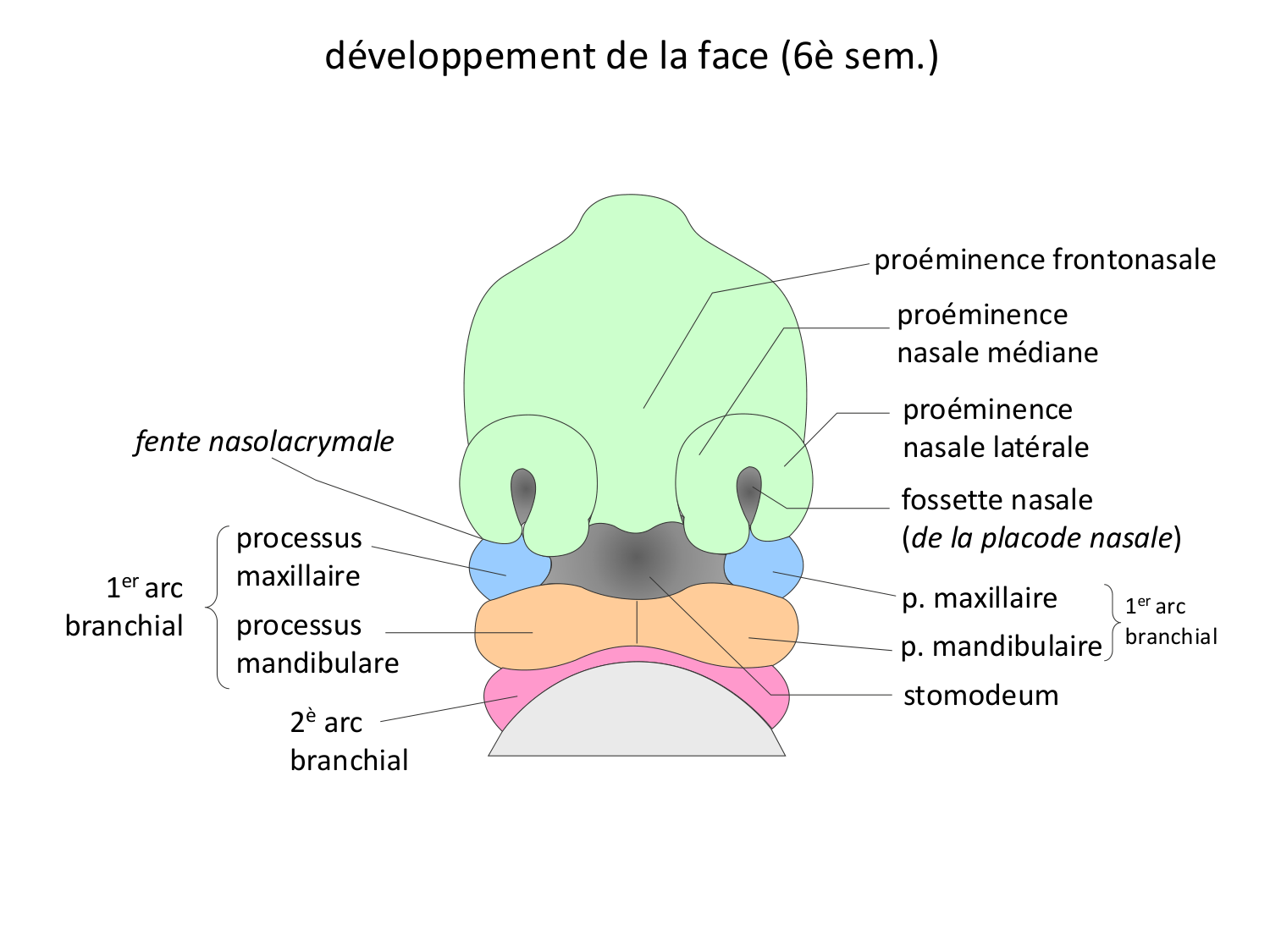 Face, arcs branchiaux et système respiratoire page 50