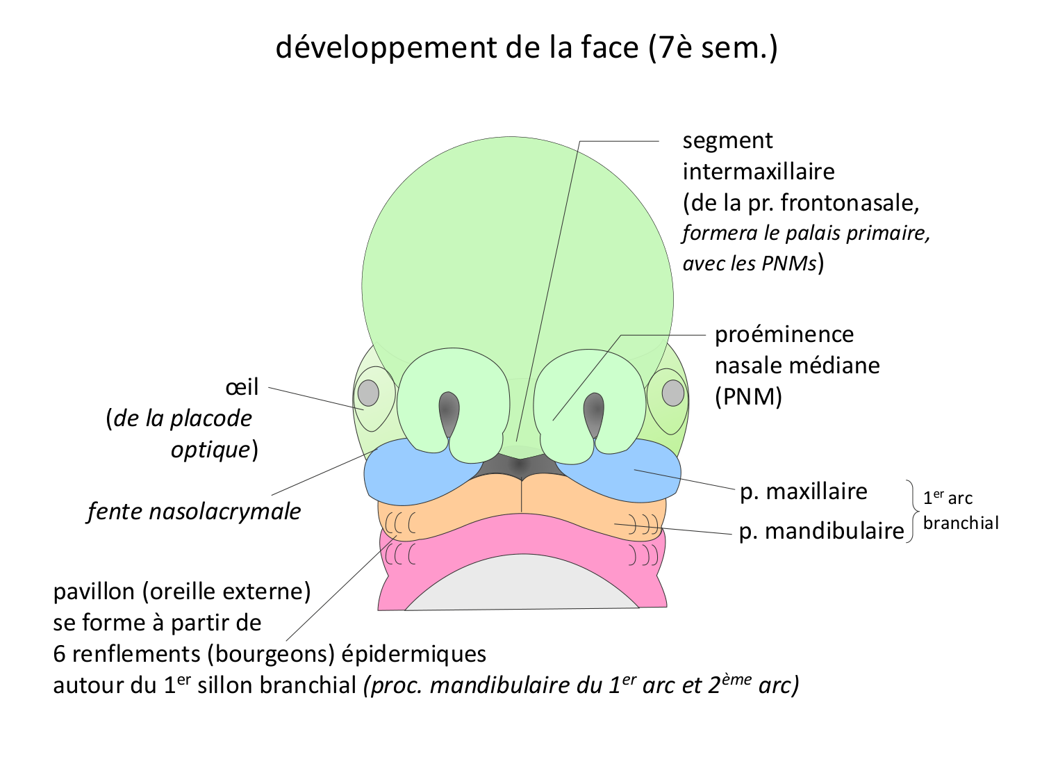 Face, arcs branchiaux et système respiratoire page 51