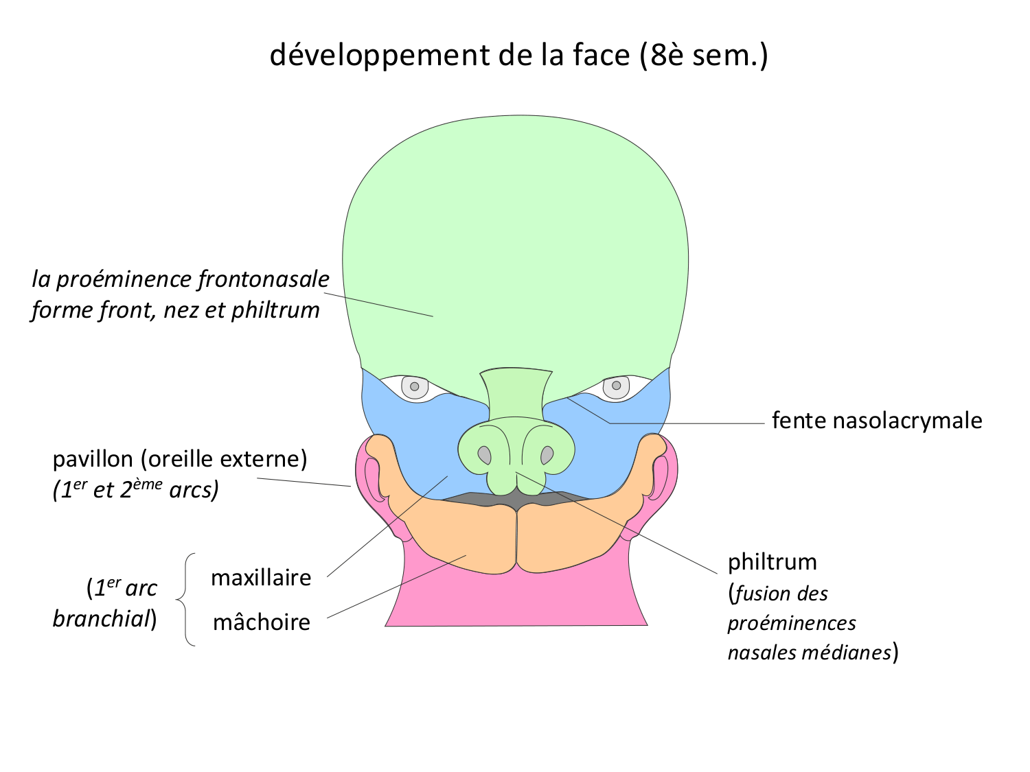 Face, arcs branchiaux et système respiratoire page 52