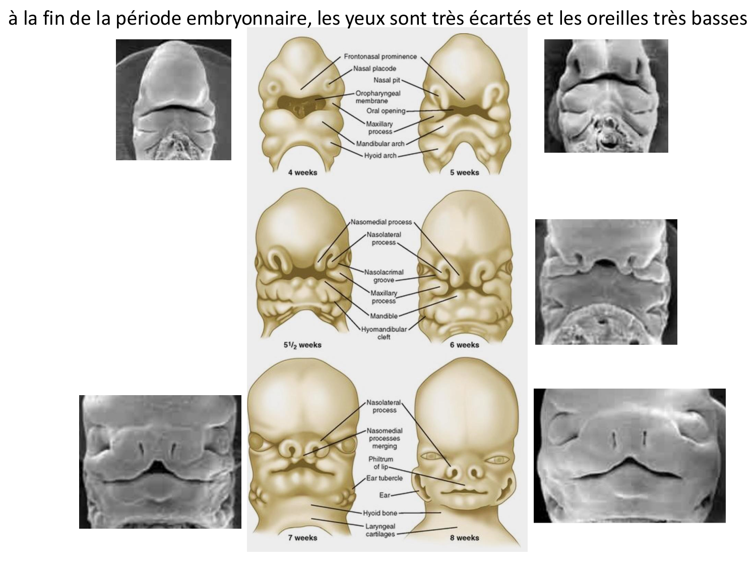Face, arcs branchiaux et système respiratoire page 53