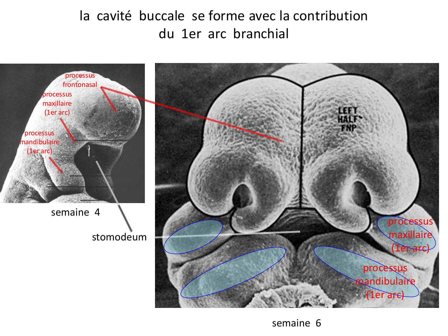 Face, arcs branchiaux et système respiratoire page 56