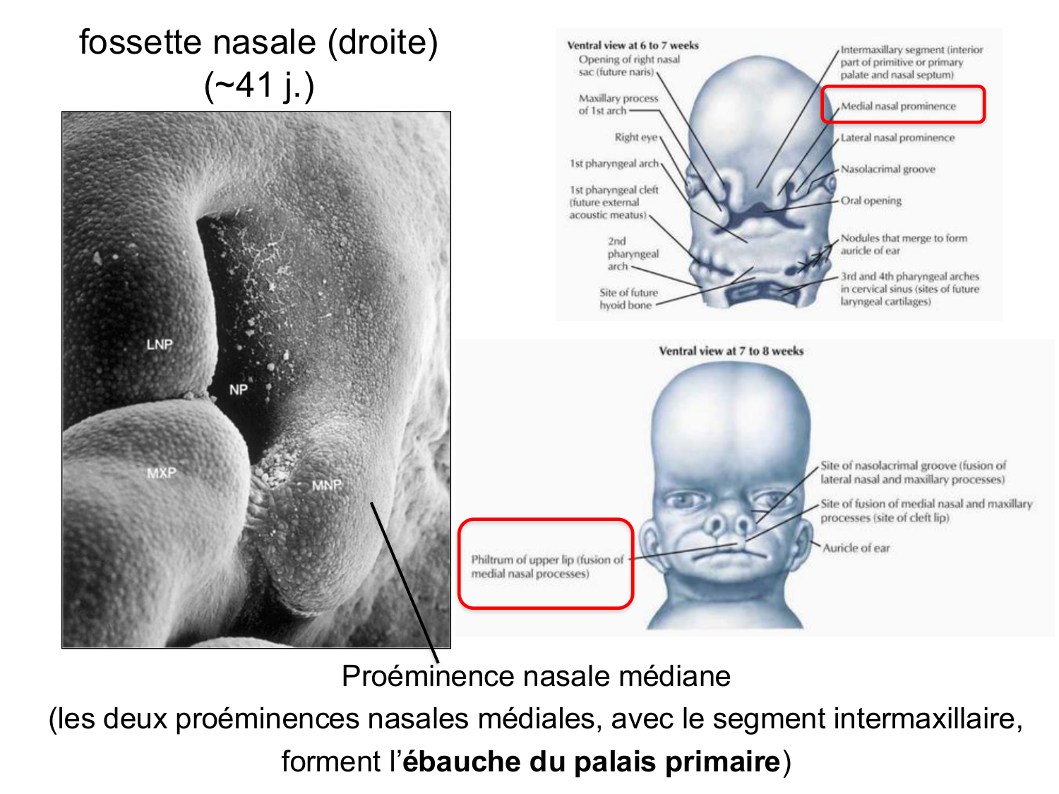 Face, arcs branchiaux et système respiratoire page 63