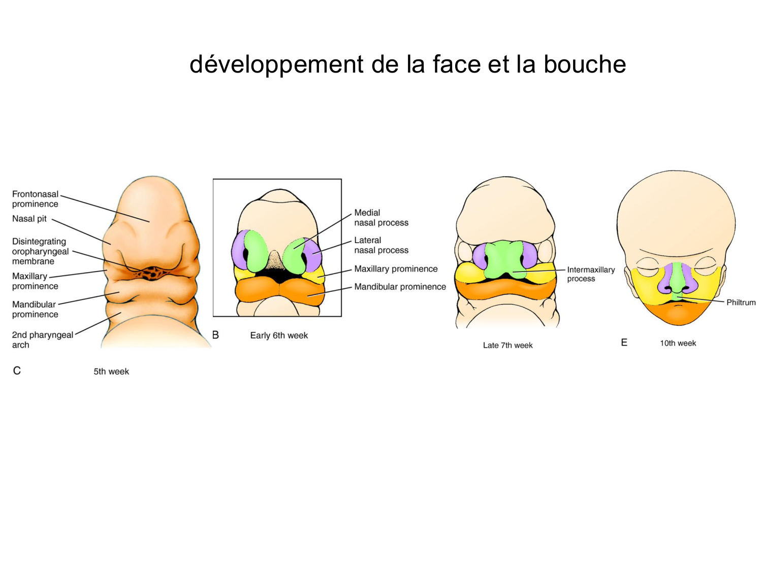 Face, arcs branchiaux et système respiratoire page 64