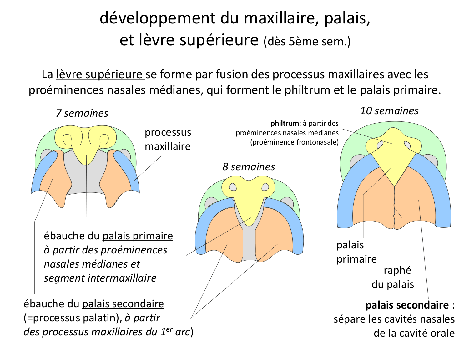 Face, arcs branchiaux et système respiratoire page 65
