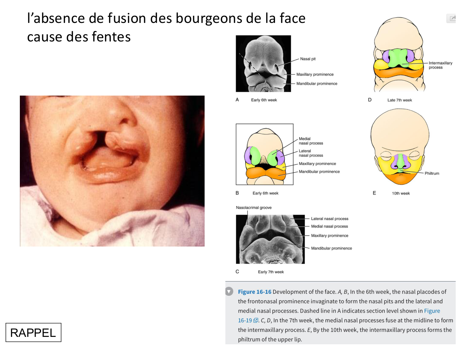 Face, arcs branchiaux et système respiratoire page 66