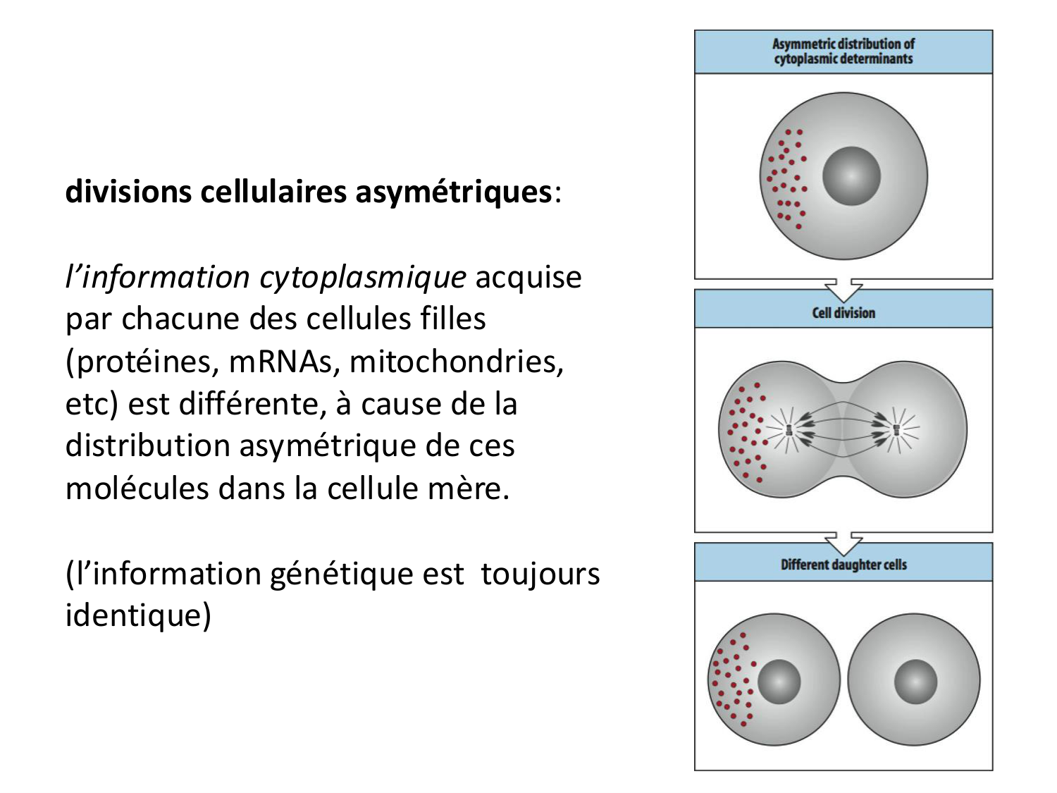 Introduction au développement page 10