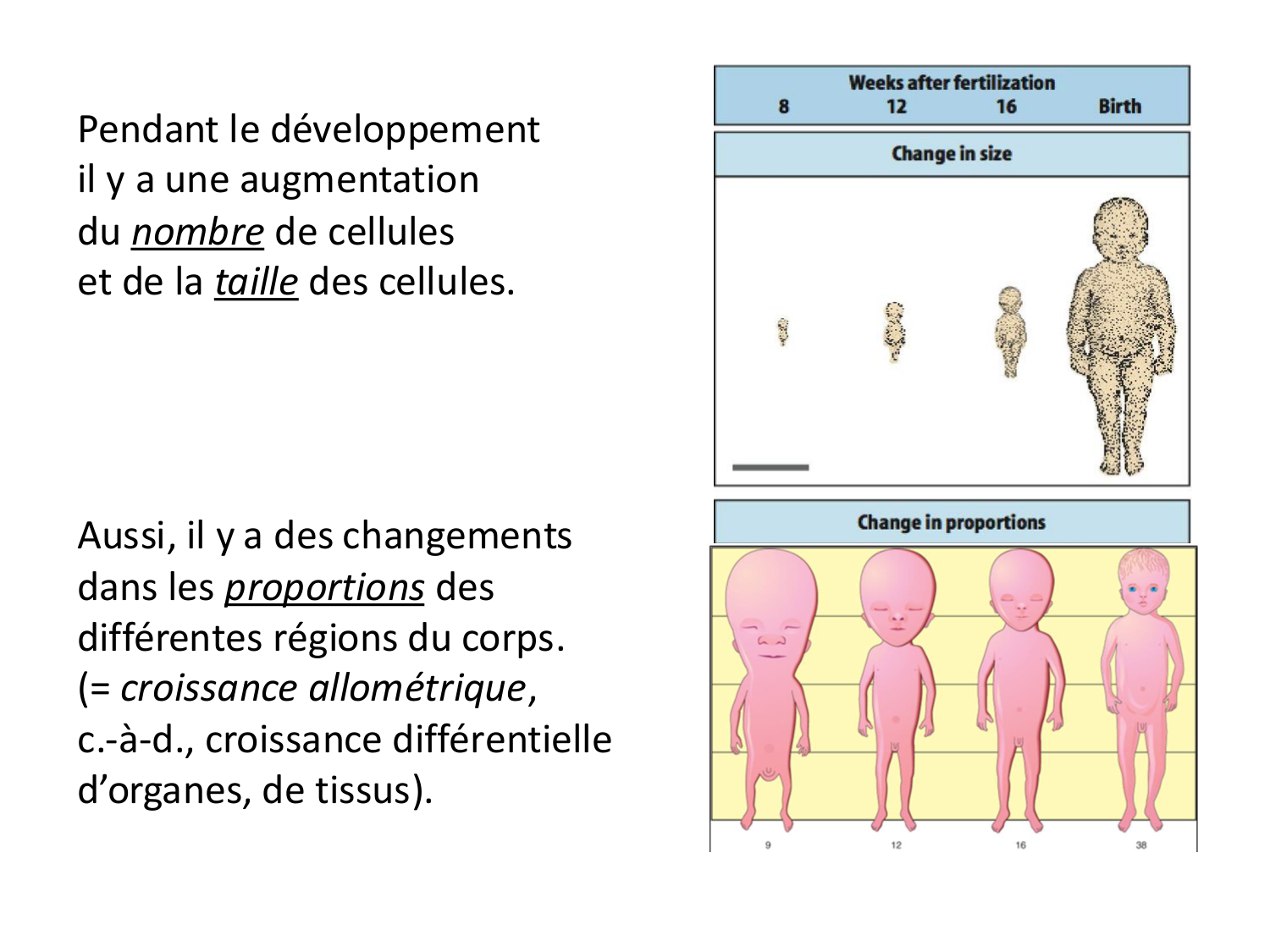 Introduction au développement page 11