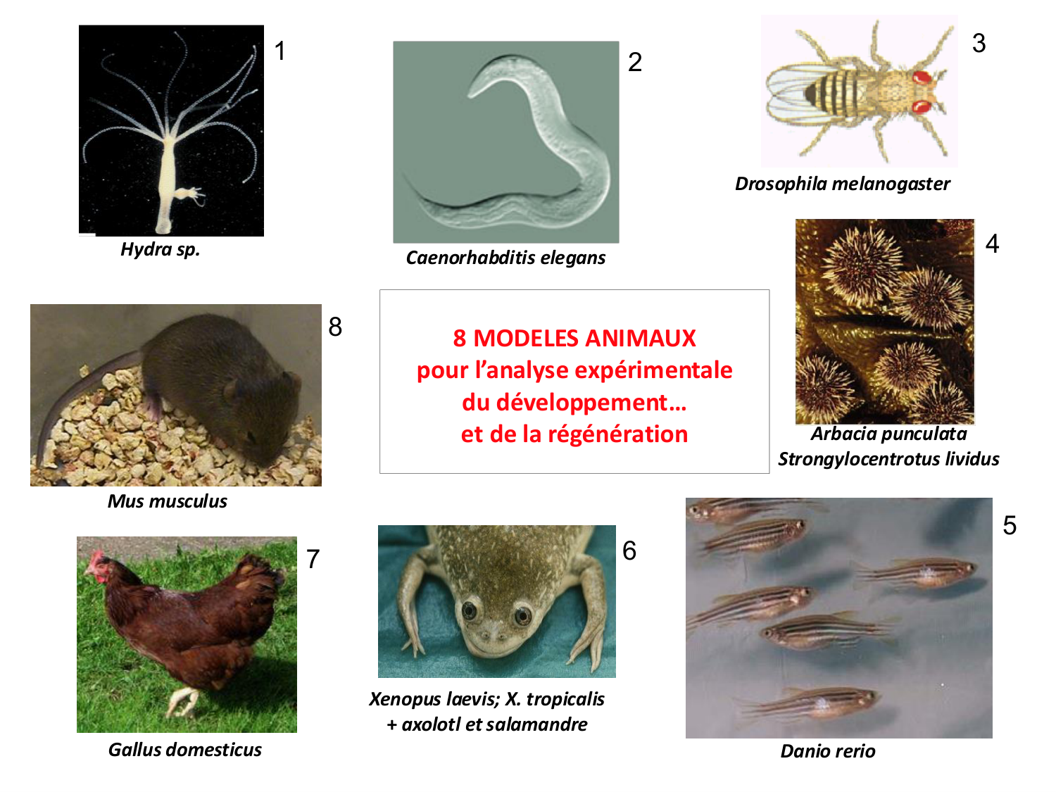 Introduction au développement page 17