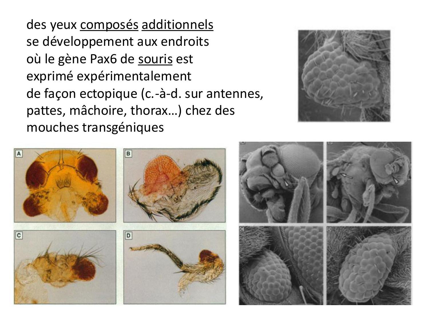 Introduction au développement page 23