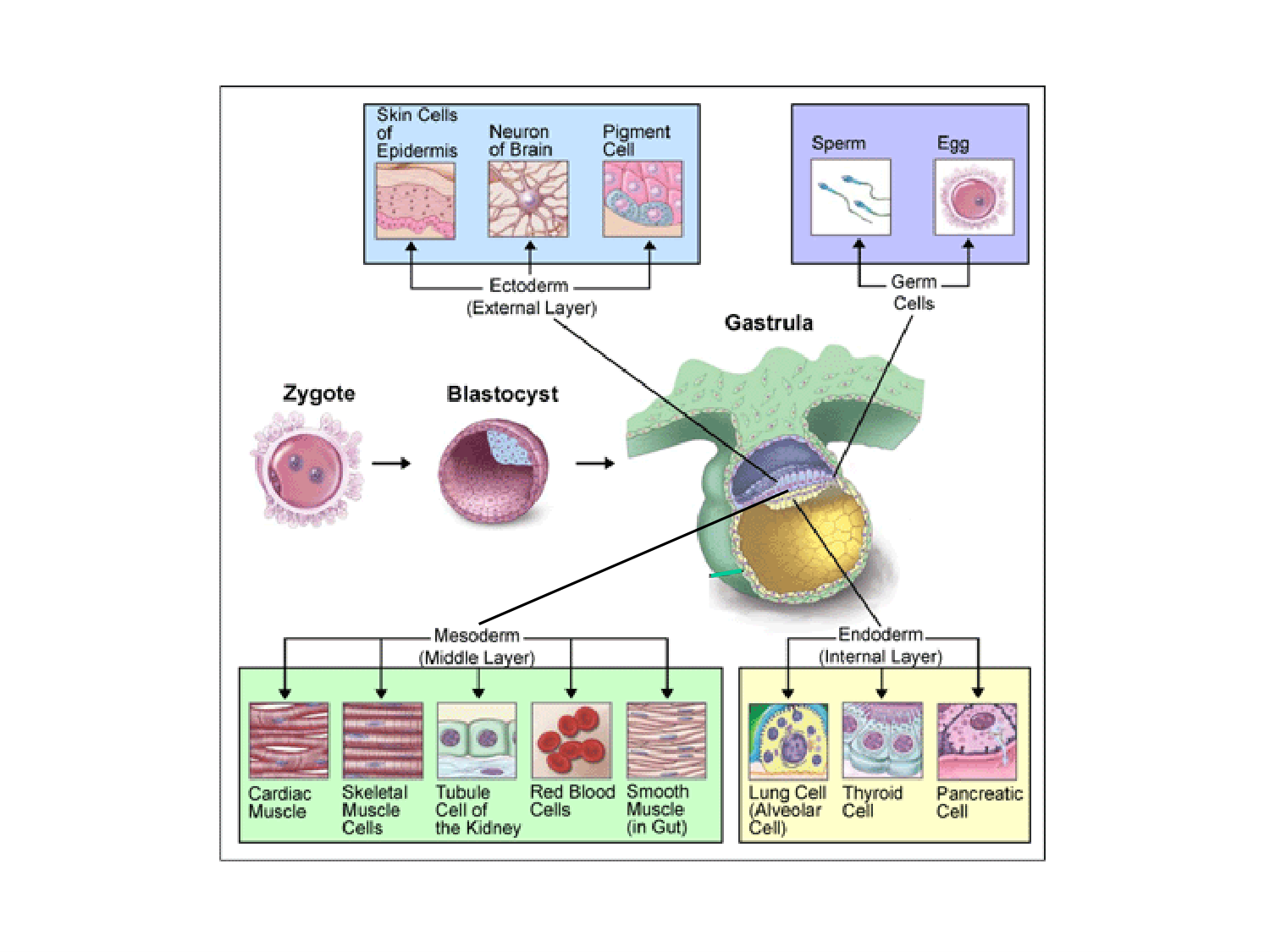Introduction au développement page 45