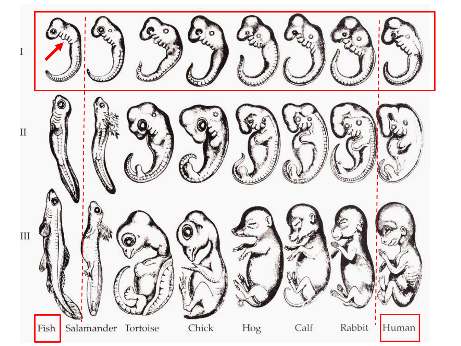 Introduction au développement page 52
