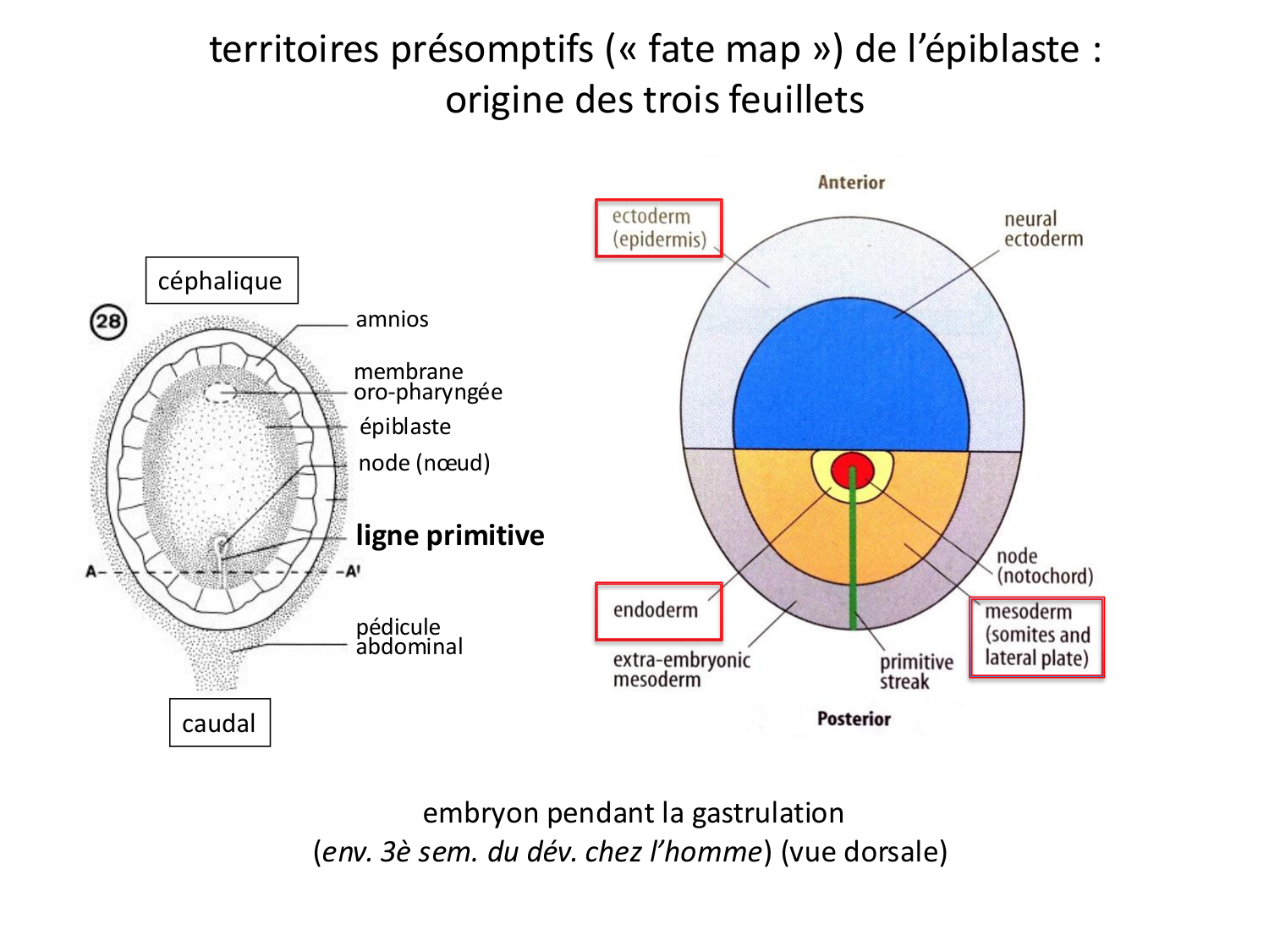 Introduction au développement page 56