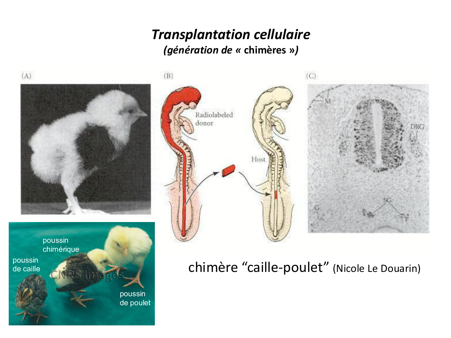 Introduction au développement page 61