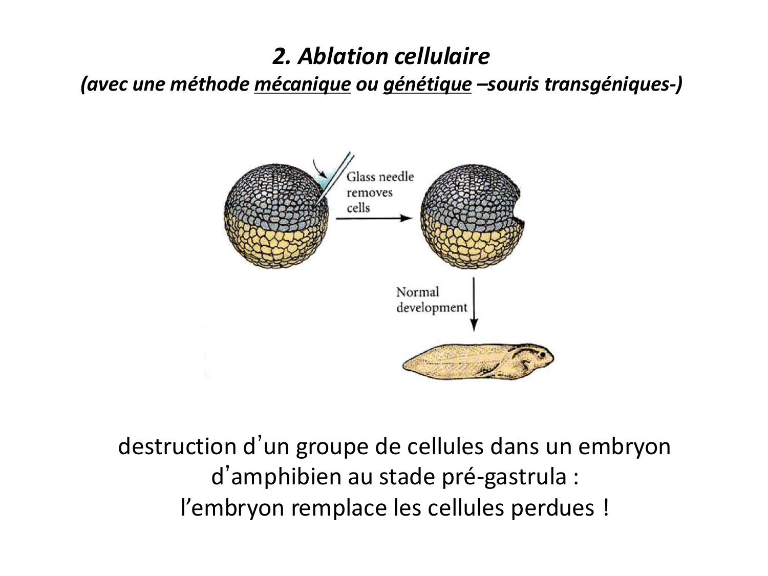 Introduction au développement page 62