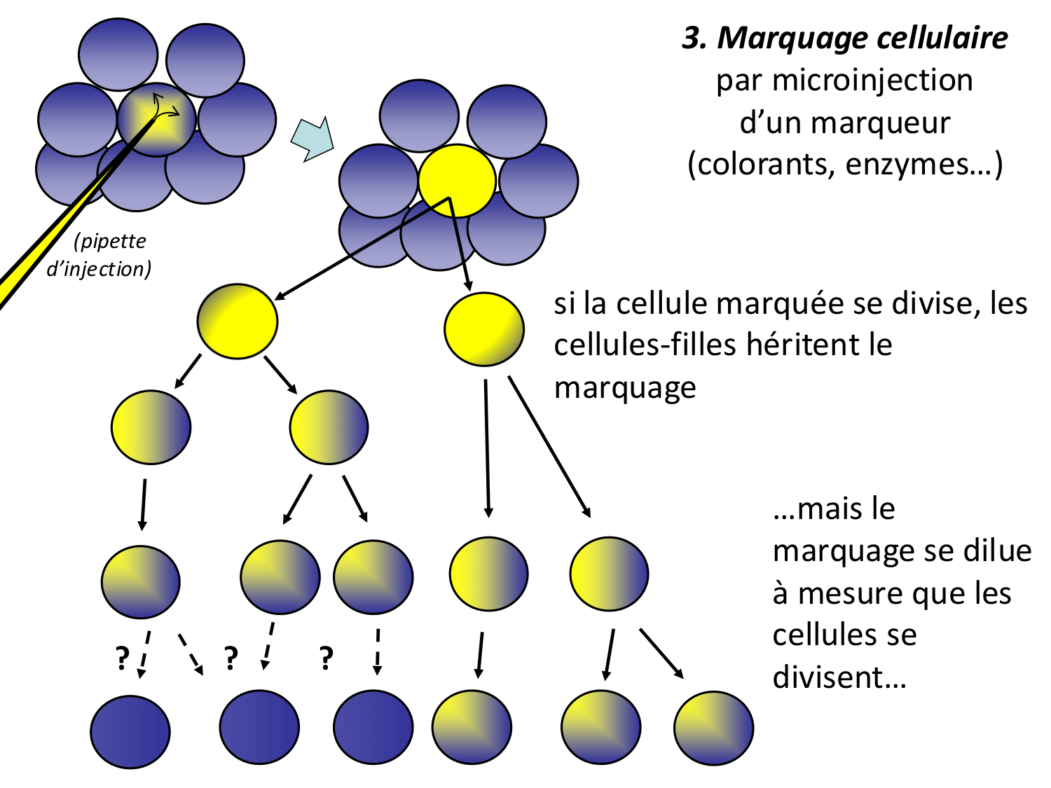 Introduction au développement page 63