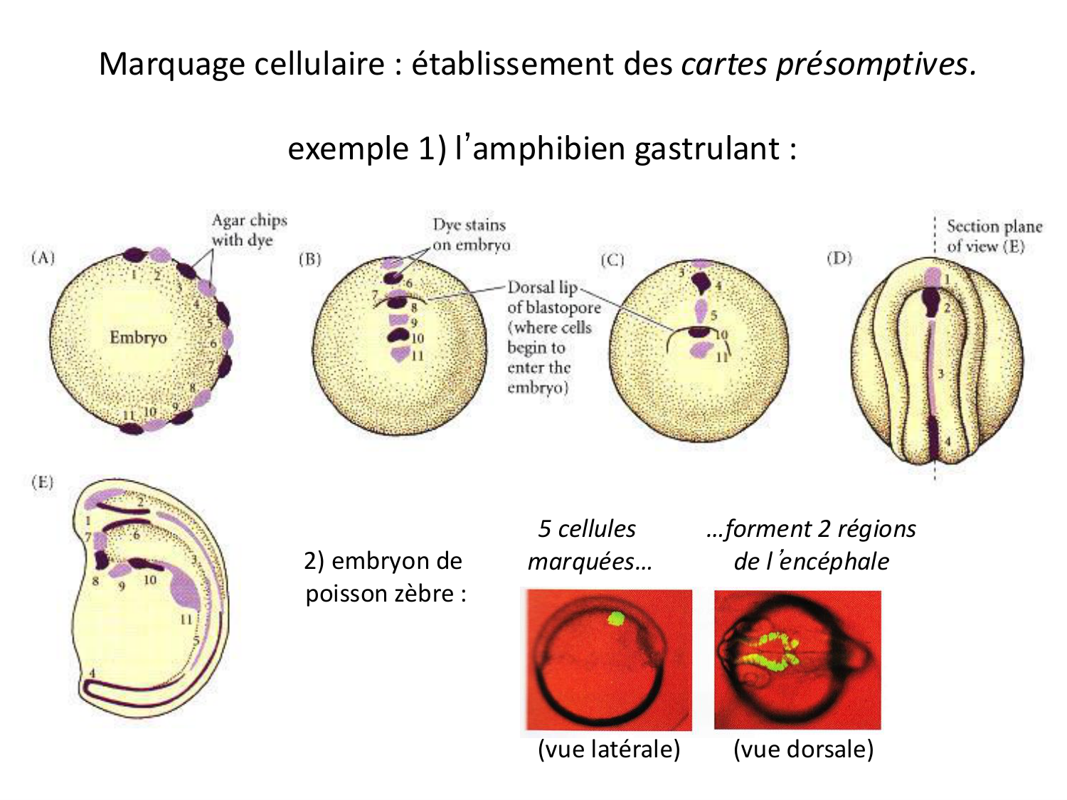 Introduction au développement page 64