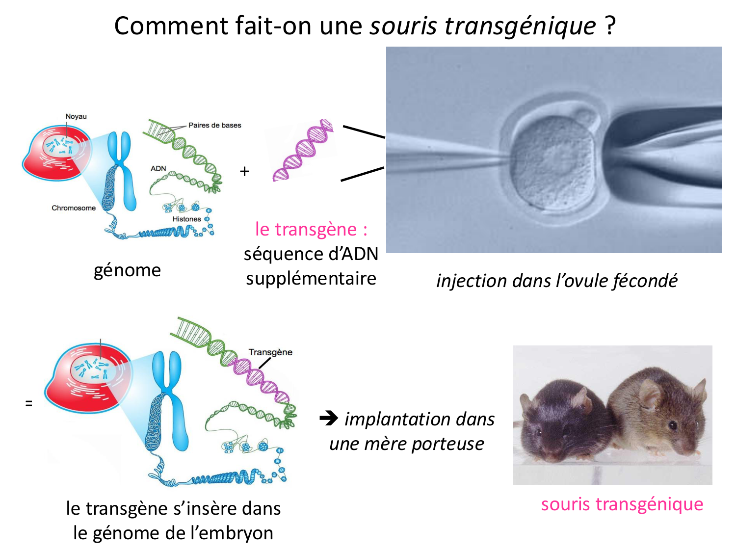 Introduction au développement page 66