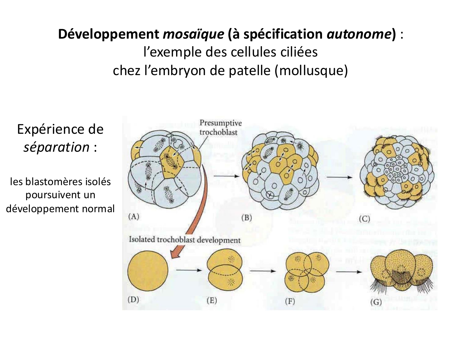 Introduction au développement page 71